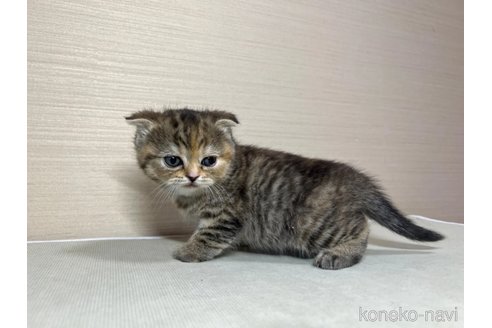 成約済の茨城県のスコティッシュフォールド-102834の3枚目